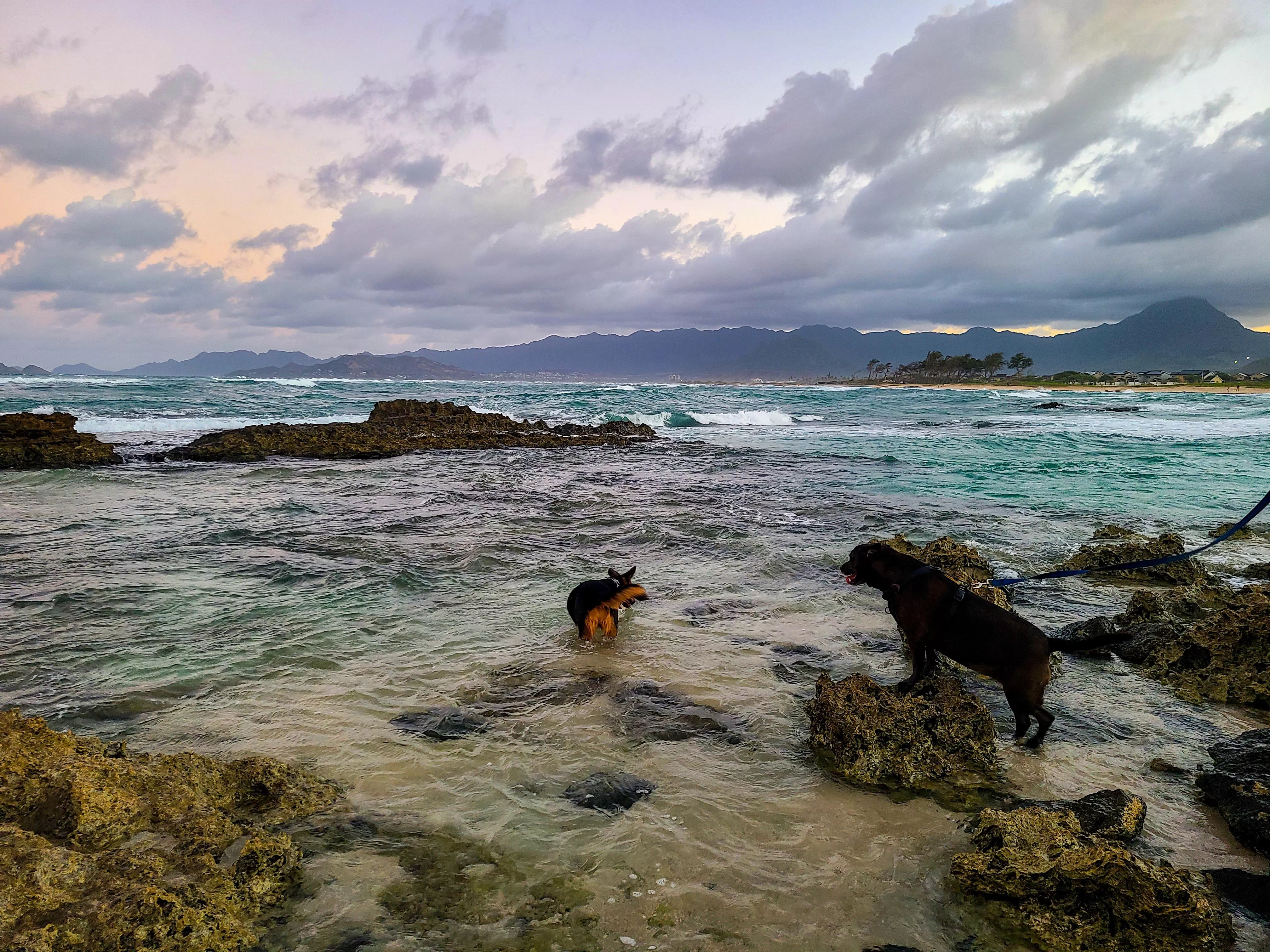 My dogs are obsessed with the beach. They go everyday. posted by letthemeatcake777