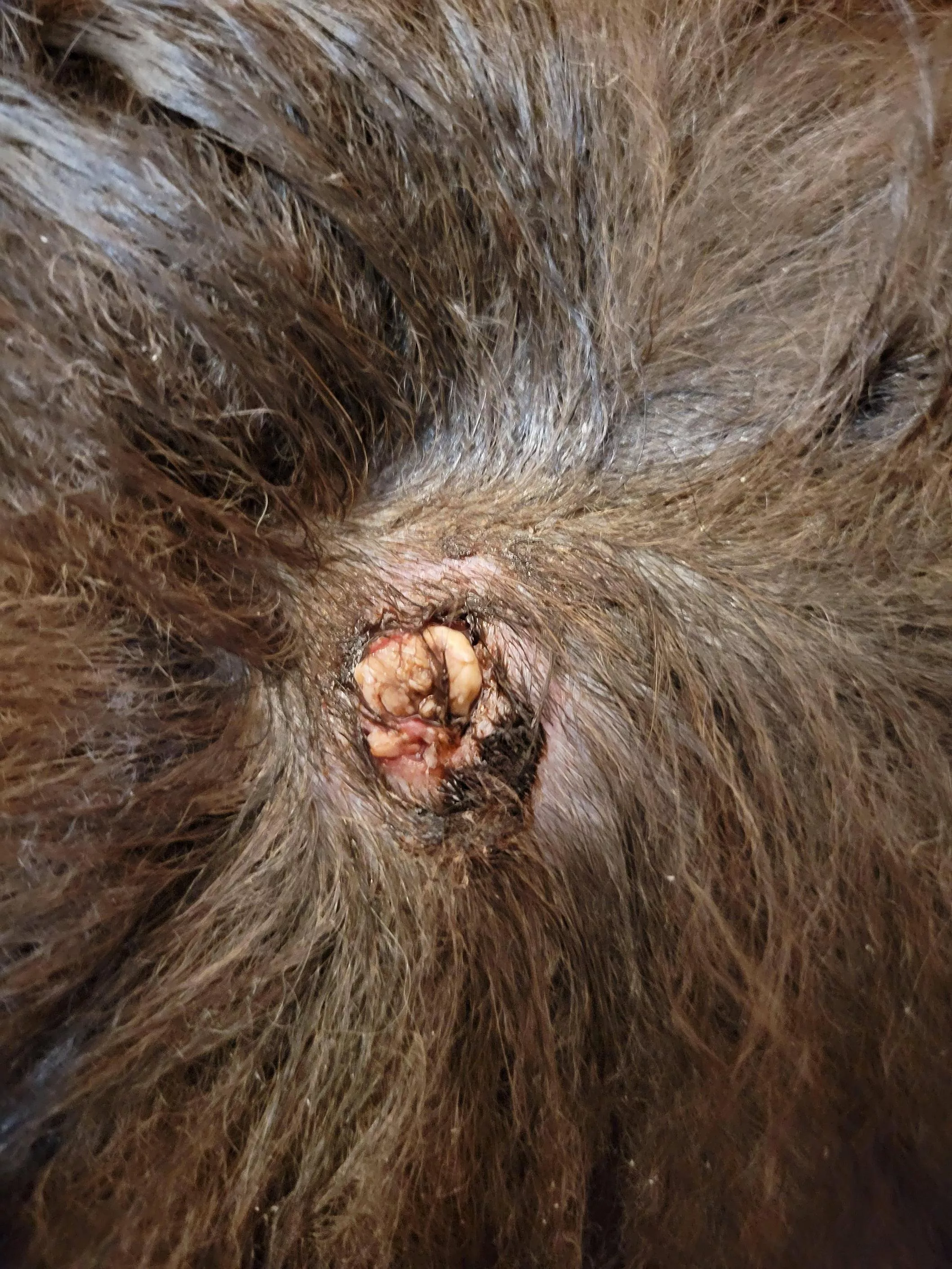 My dog's cyst burst and I had to cut away his fur. This is what I found underneath. Vet isn't calling me back about this yet. posted by im_the_momma