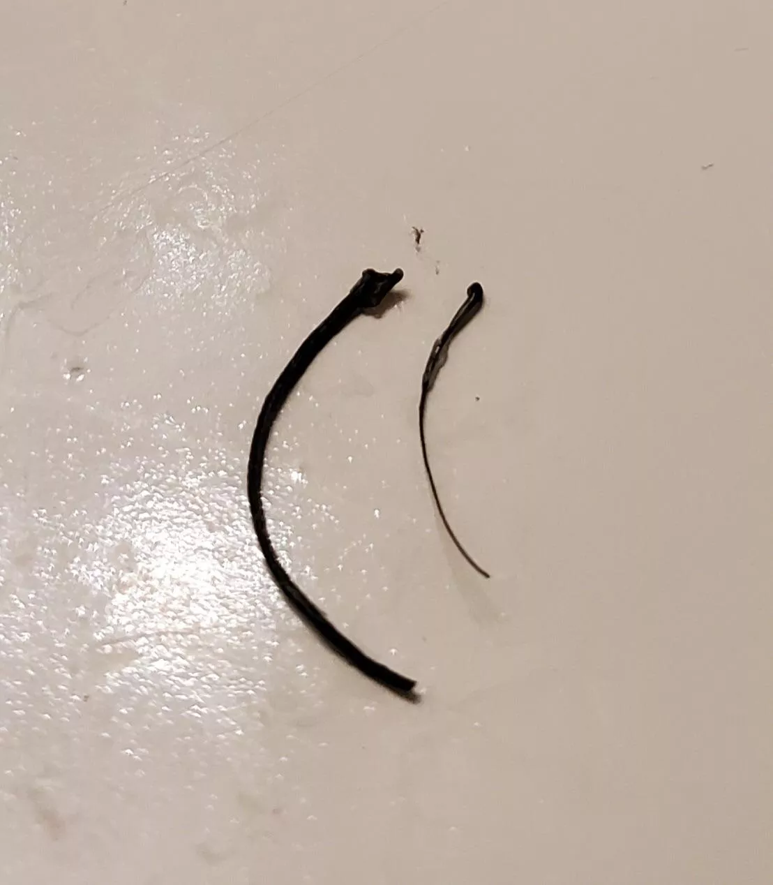 My friend’s thick beard hair he pulled out compared to a normal one posted by HeyMyCatShat