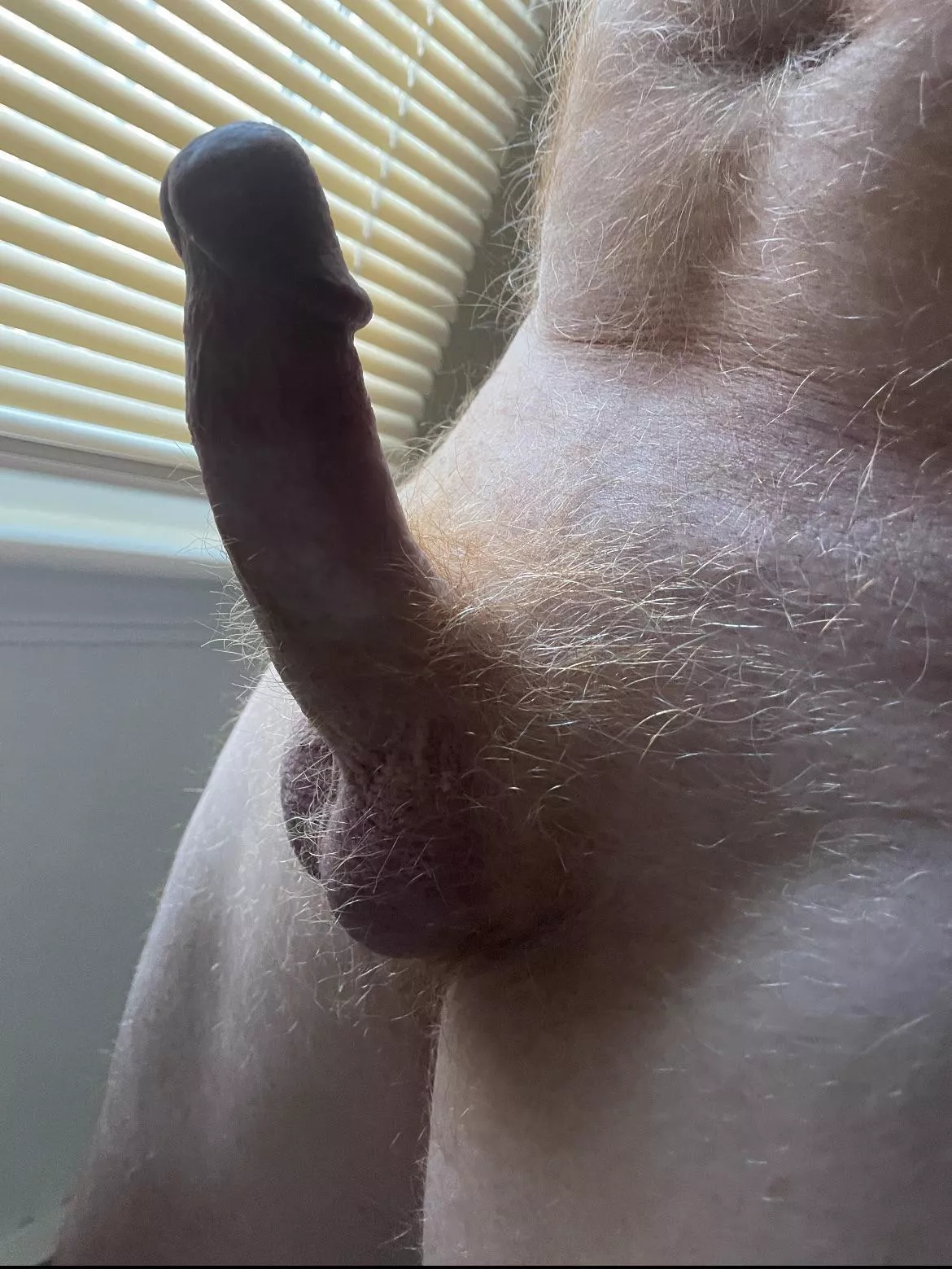 My ginger pubes and fur posted by gingermale51