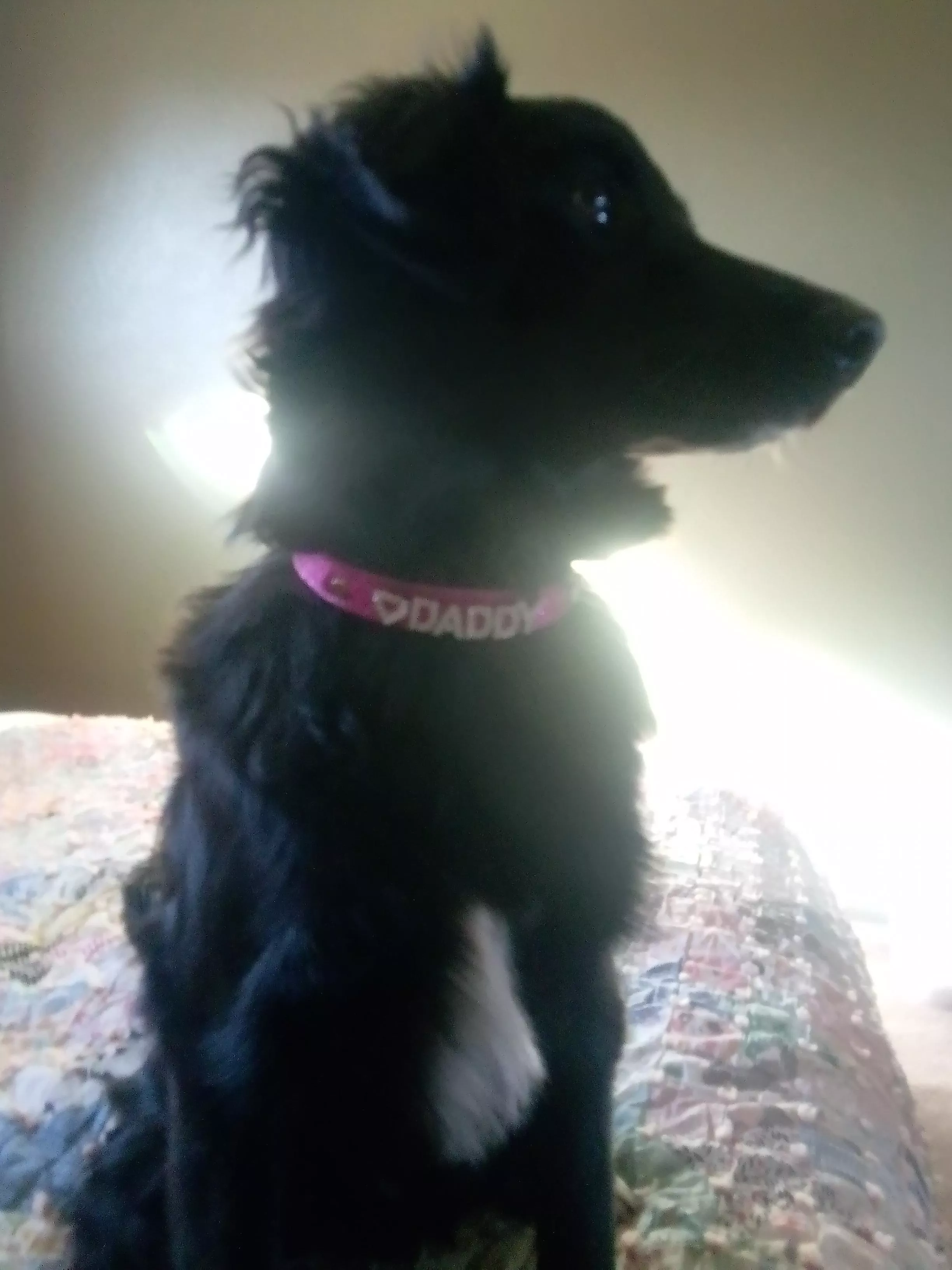 My pup chewed through her collar. She needed a walk and we hadn't gotten her a new one....ðŸ¤·â€â™€ï¸ posted by luluvh