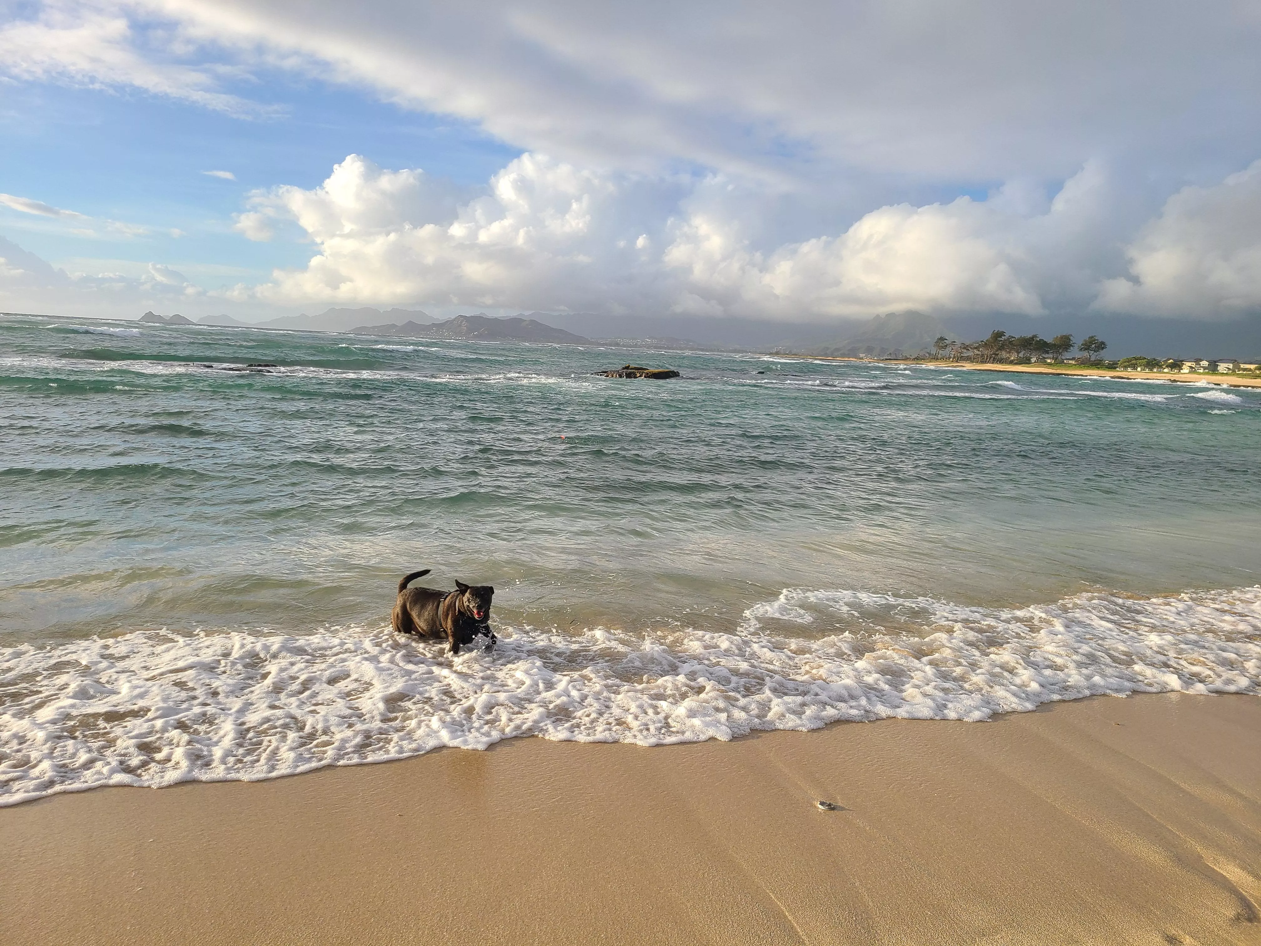 My puppy playing in the water. posted by letthemeatcake777