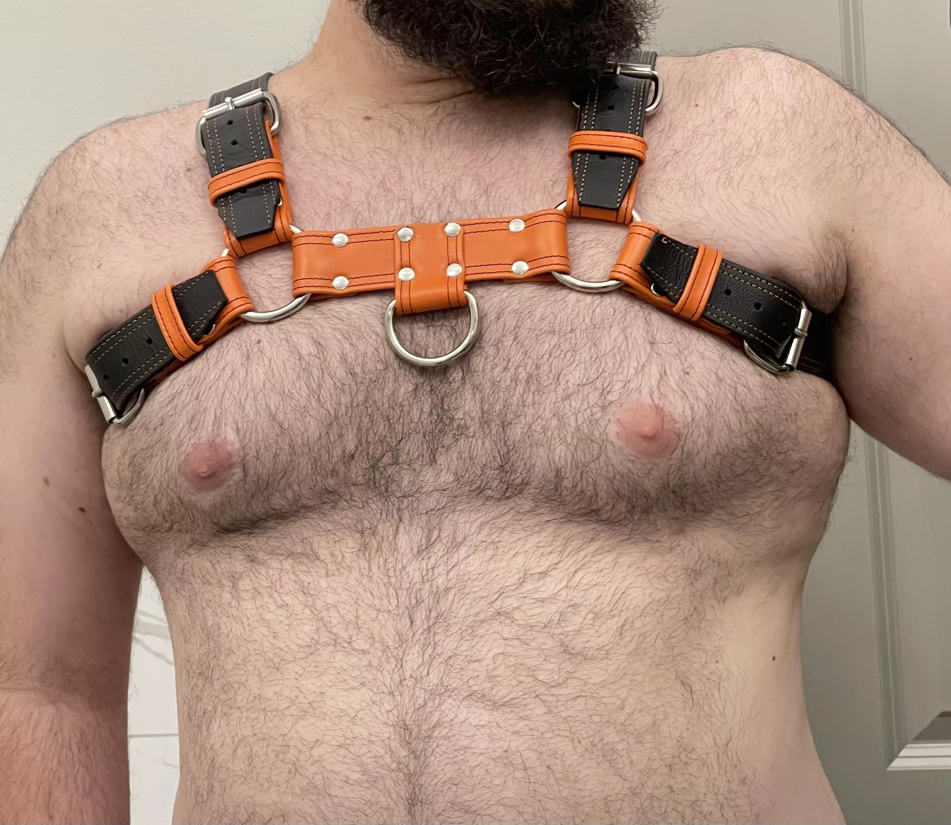 New harness has me feeling good posted by Dalanber