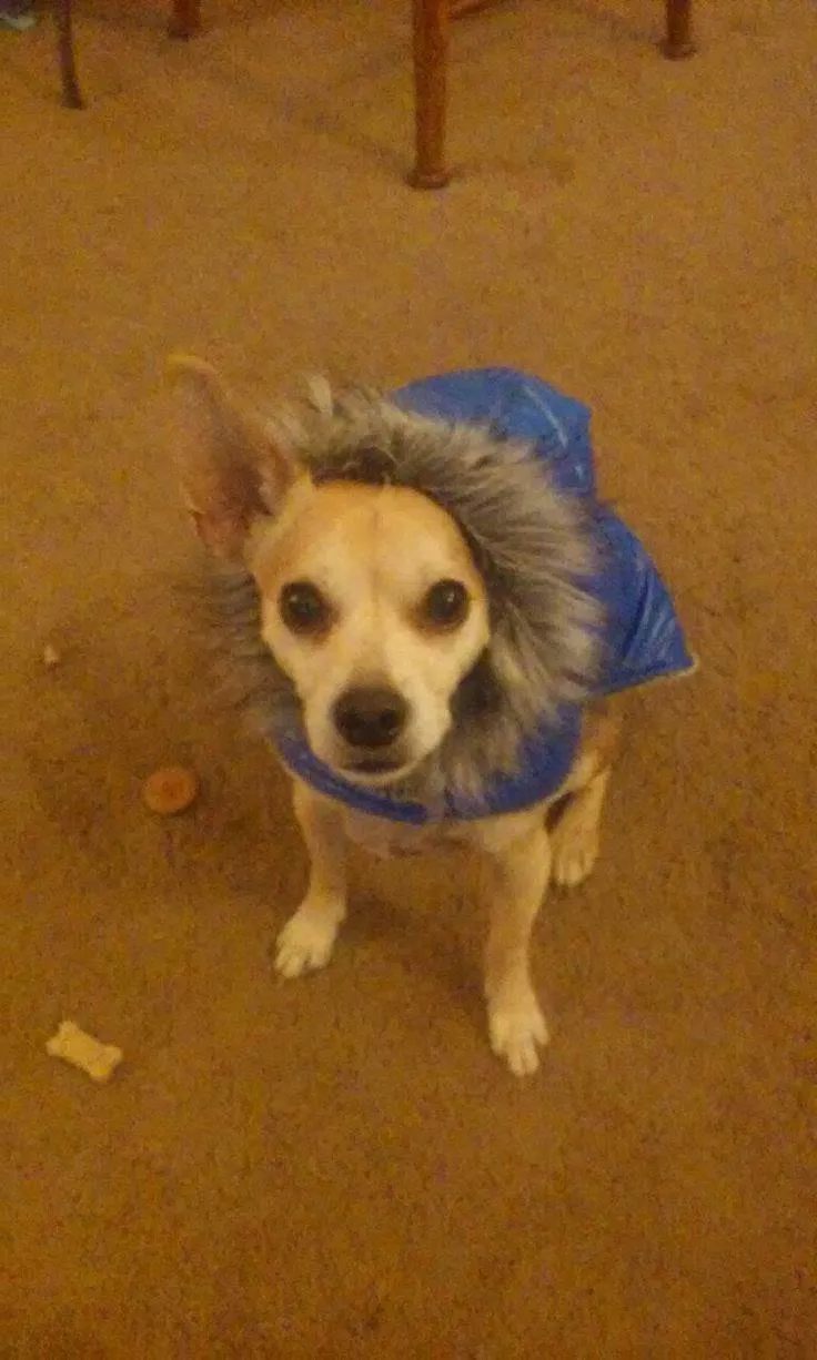 Oliver stylin' in his rain jacket posted by Optimus_Swine71