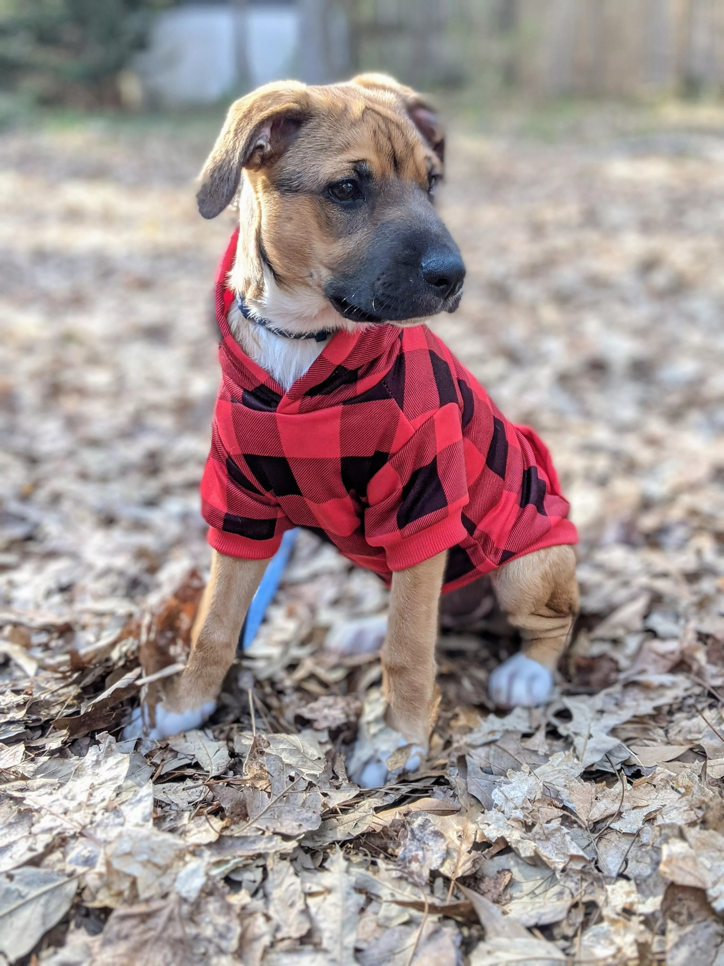 Otis lookin' sharp in his new sweater :3 posted by groupmebaby