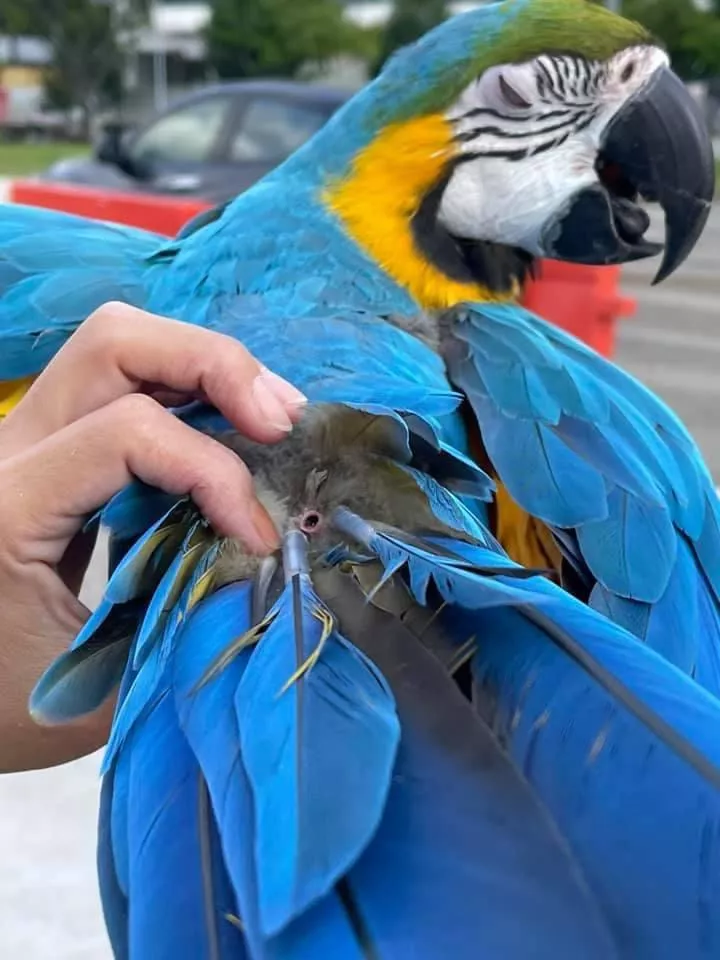 Parrot lost its largest tail feather and left a big old gaper posted by VSZVG6