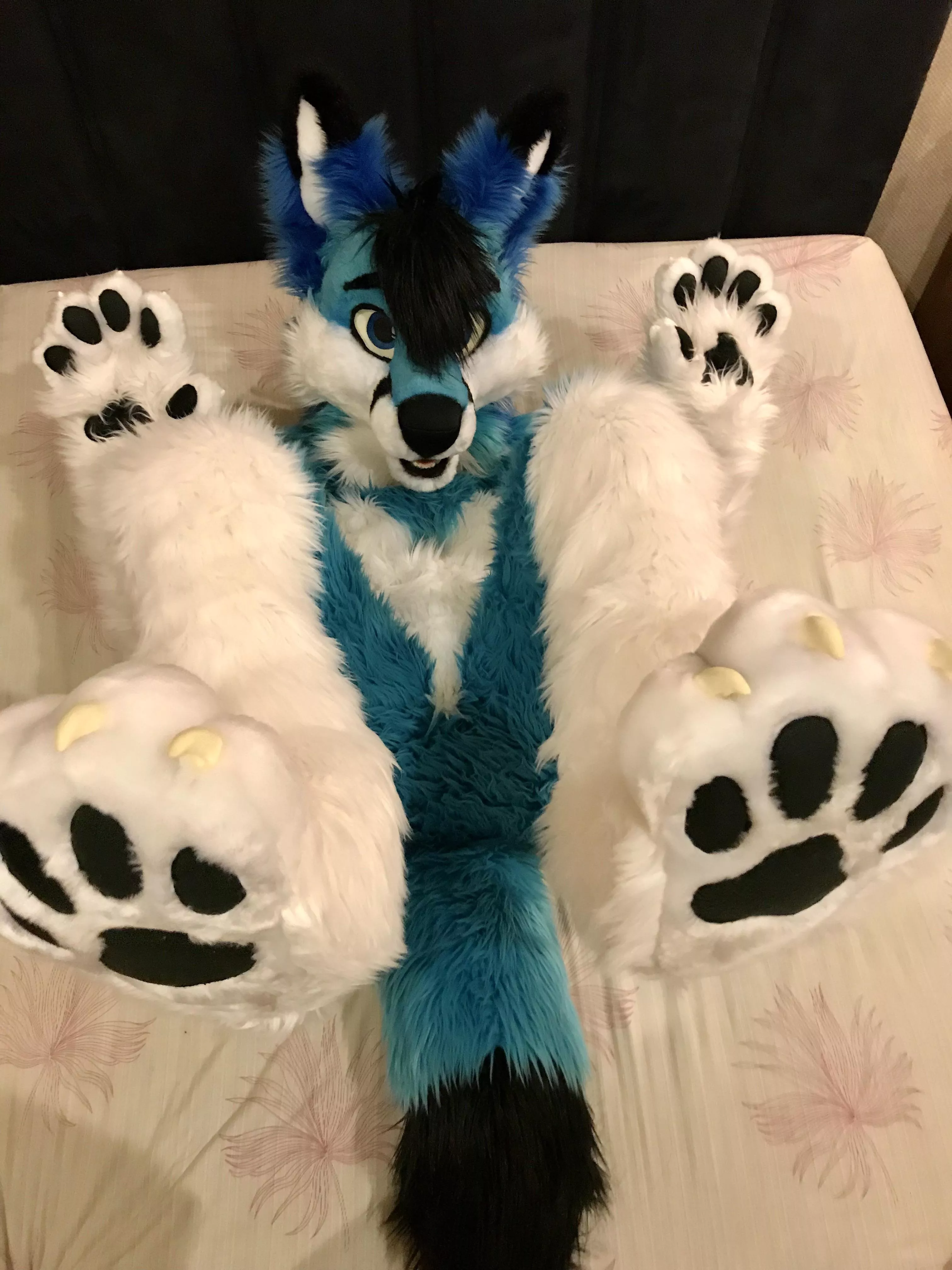 Paw Day posted by spiritofniter