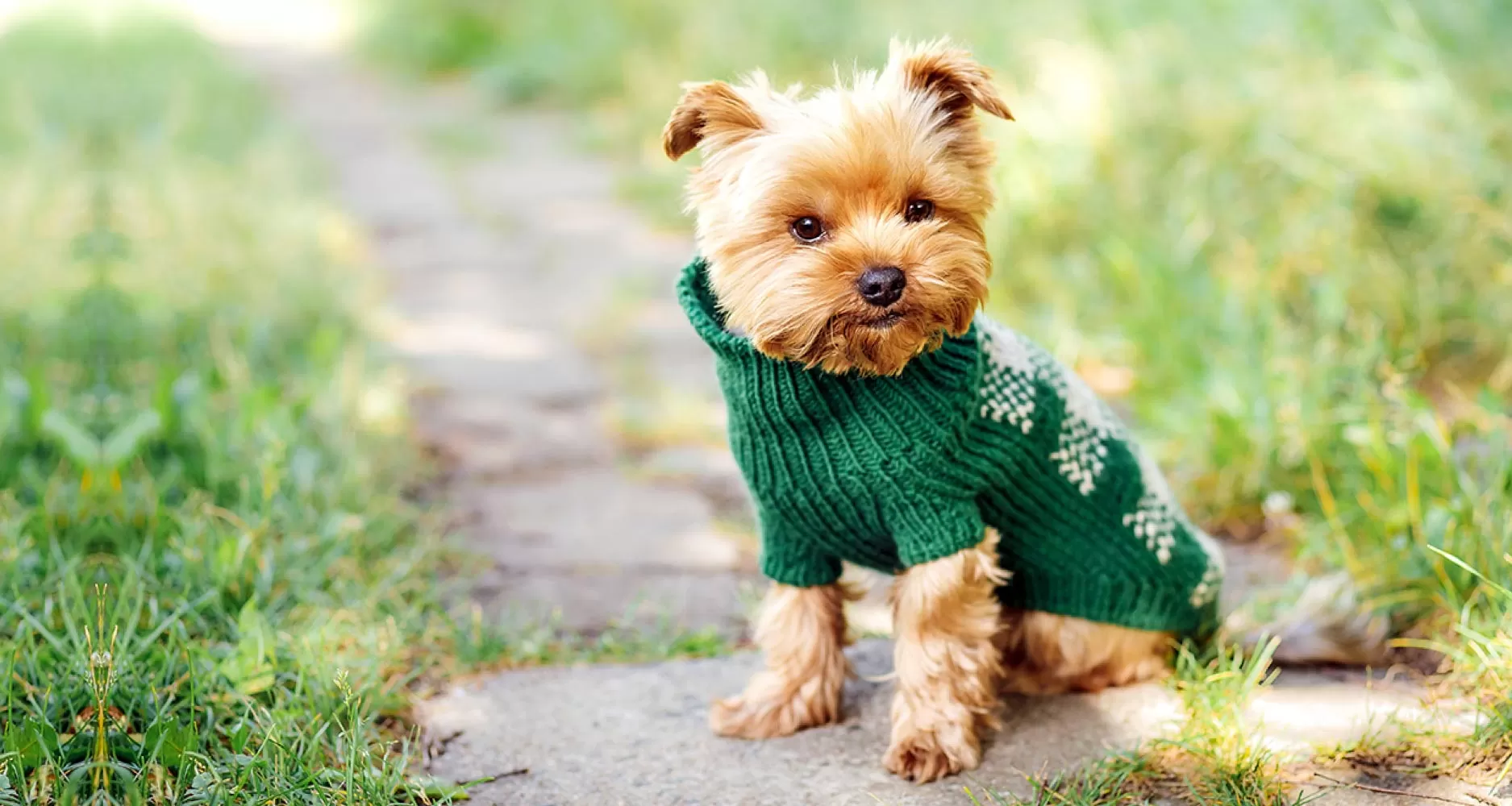 Perfect sweater? posted by DoggieToysDeals