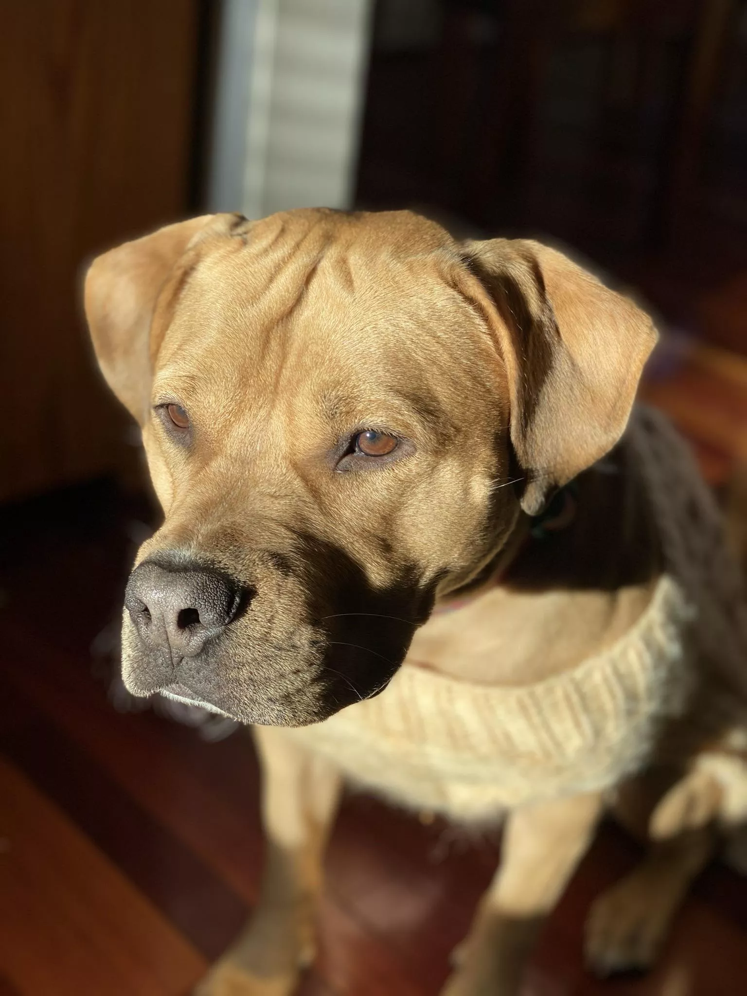 Pup in her granny sweater posted by Swooshtastic