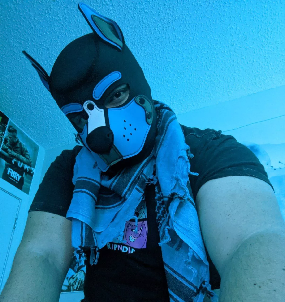 Puppy in Blue :3 posted by EdmontonSnowCone