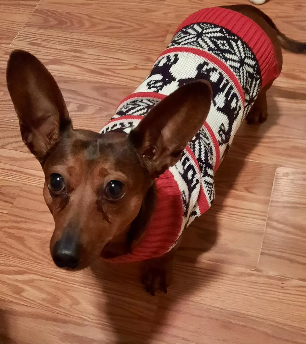 ready to shed her winter sweater posted by Armyfarmer