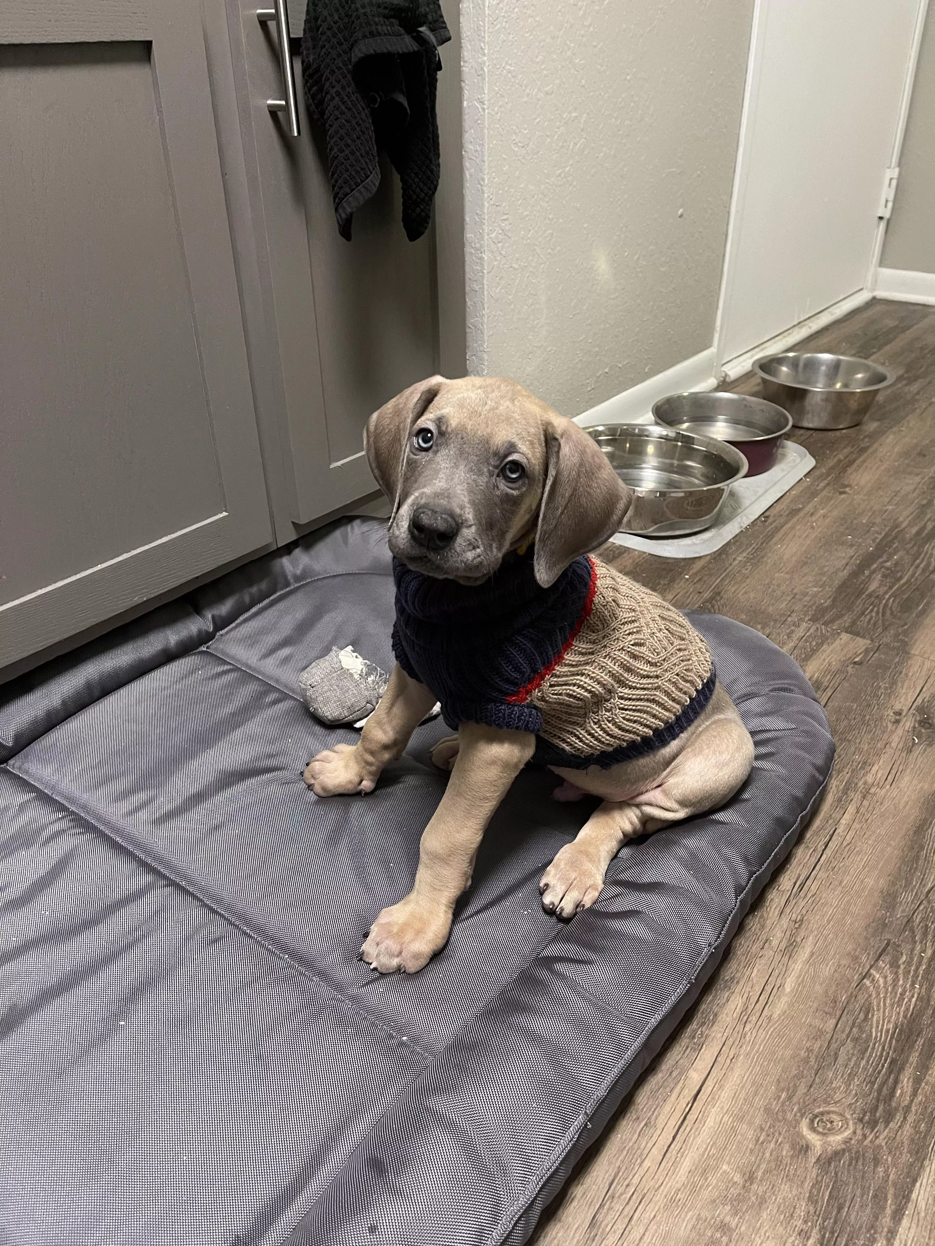 Reggie loves his new sweater. posted by clorista