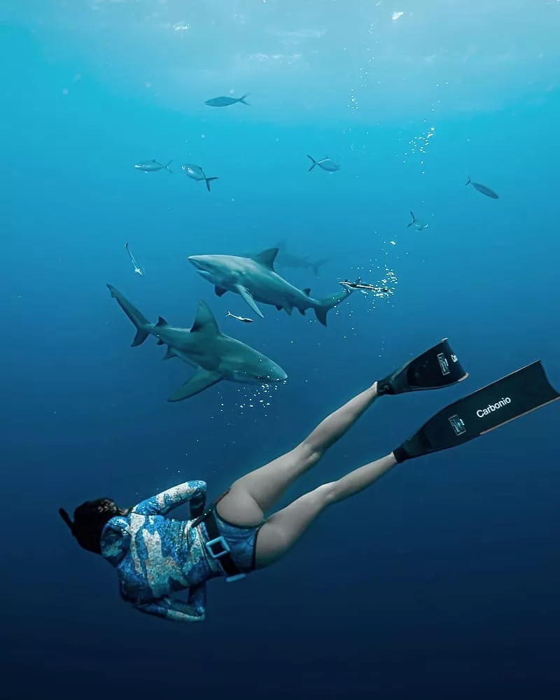 Shark diving posted by bikinireef