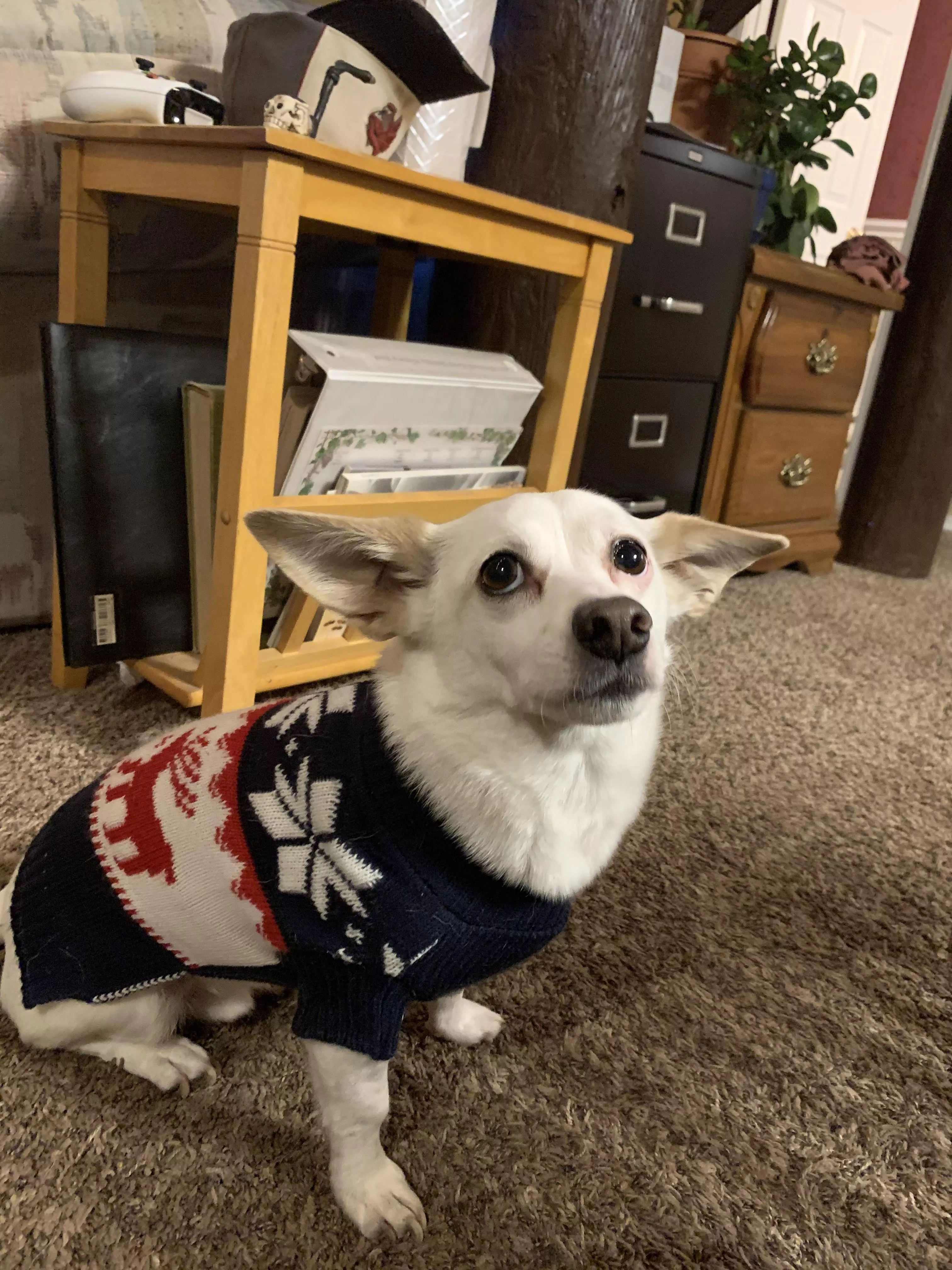 showing off his Christmas sweater. posted by sharkweeek