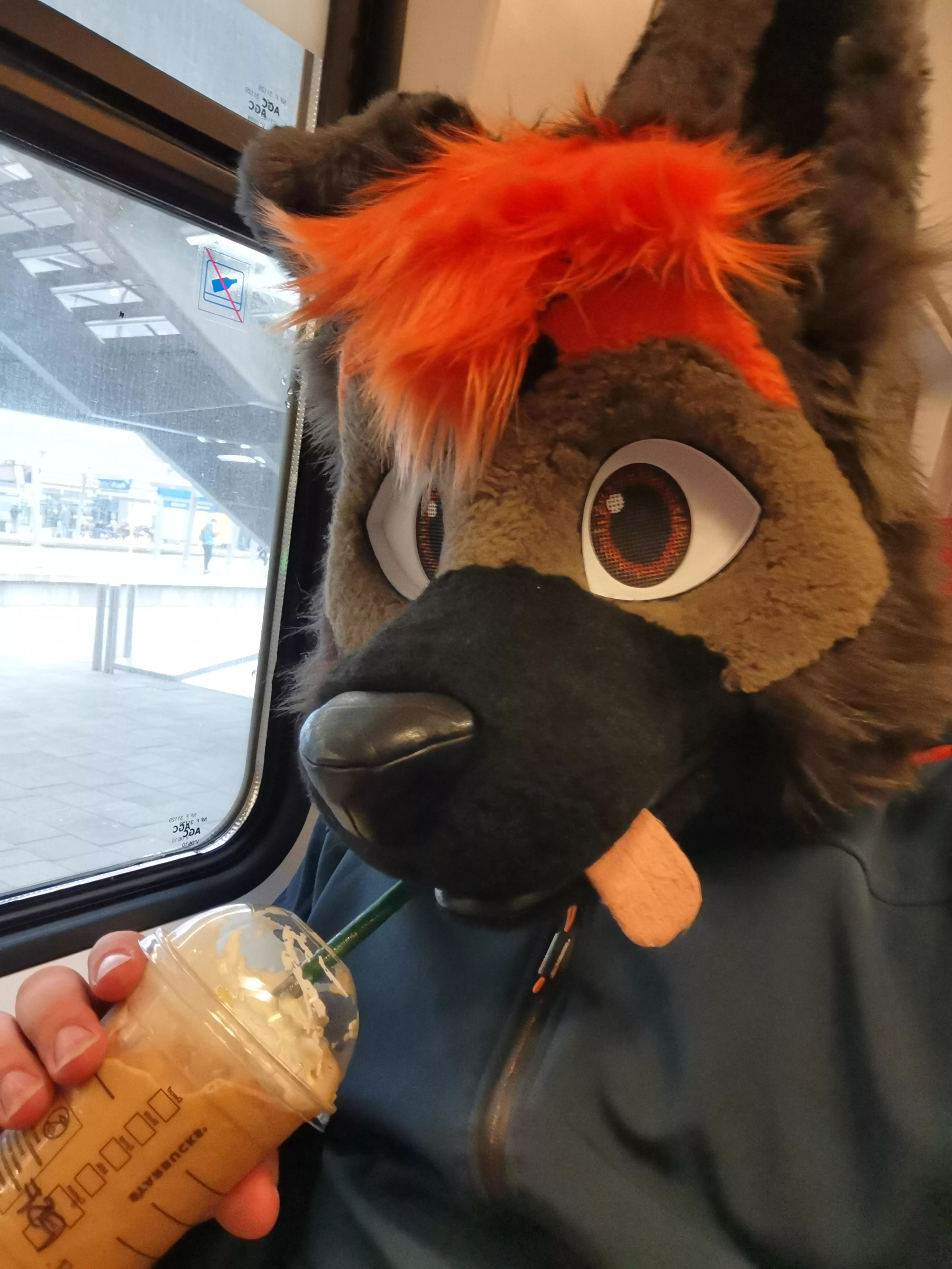 Slurps some Starbucks! posted by GrangerTheDog