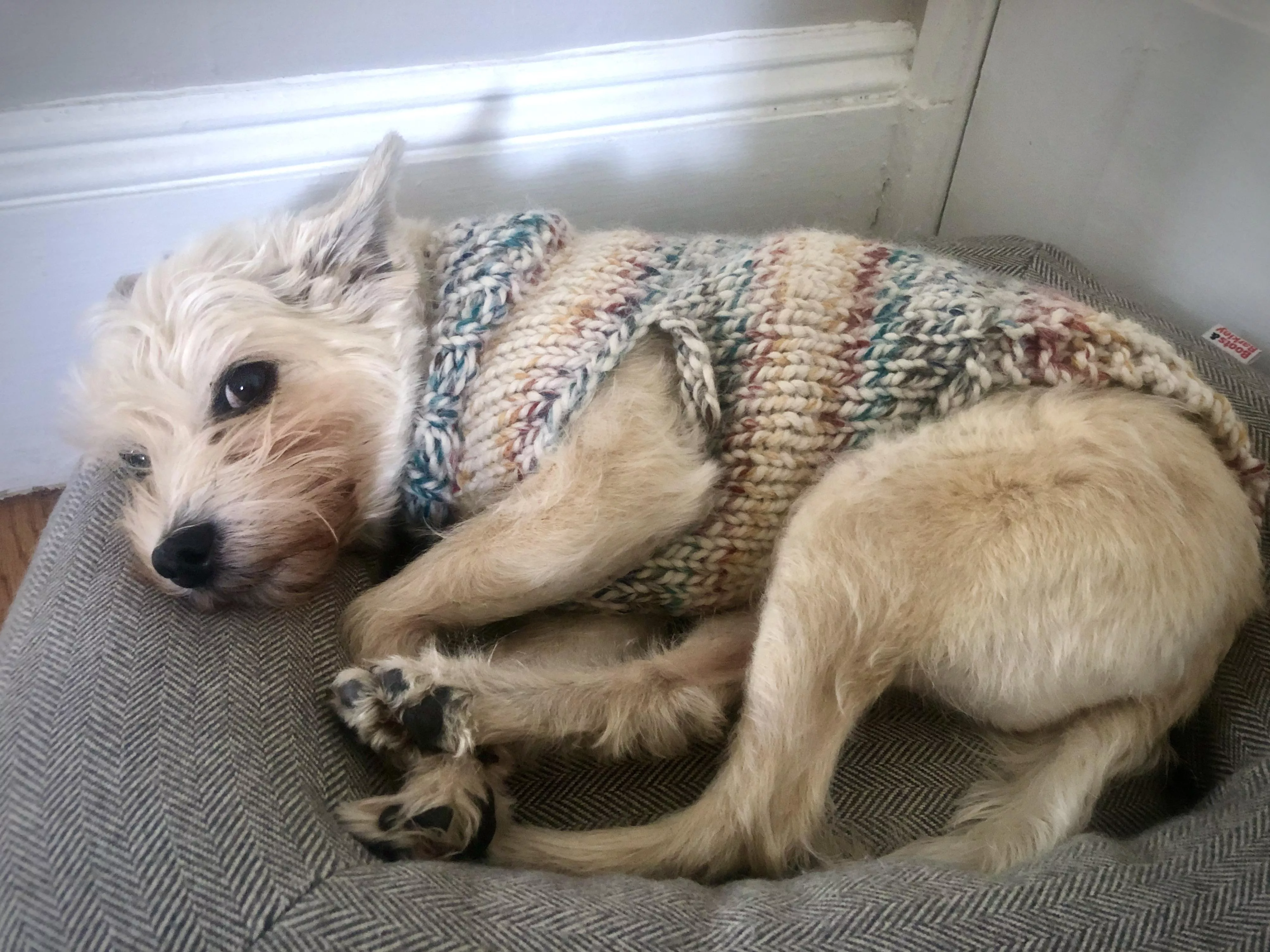 Snuggled up in his handmade sweater posted by zinnie_