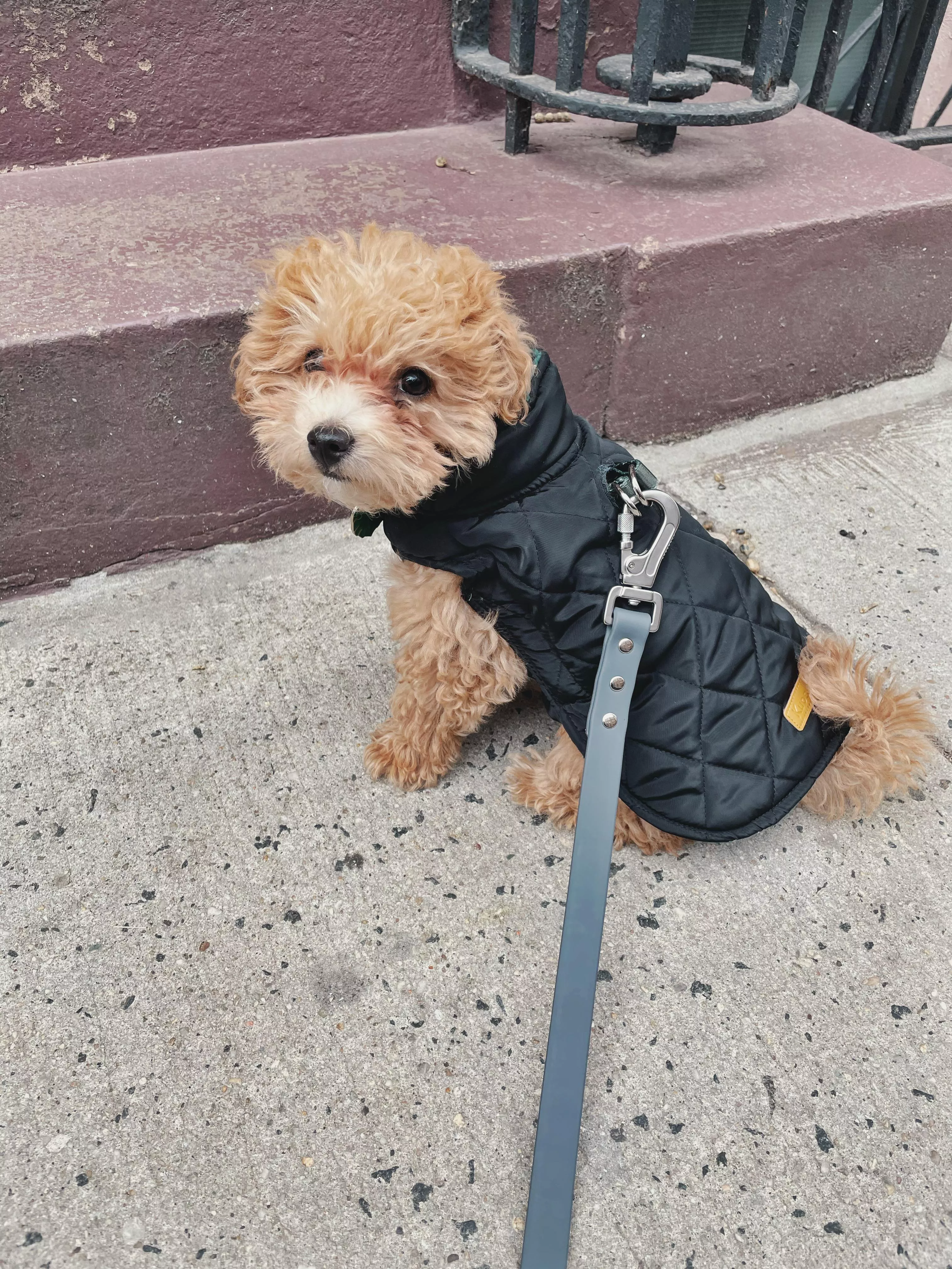 Someone is looking handsome in his new jacket! posted by Swooshtastic