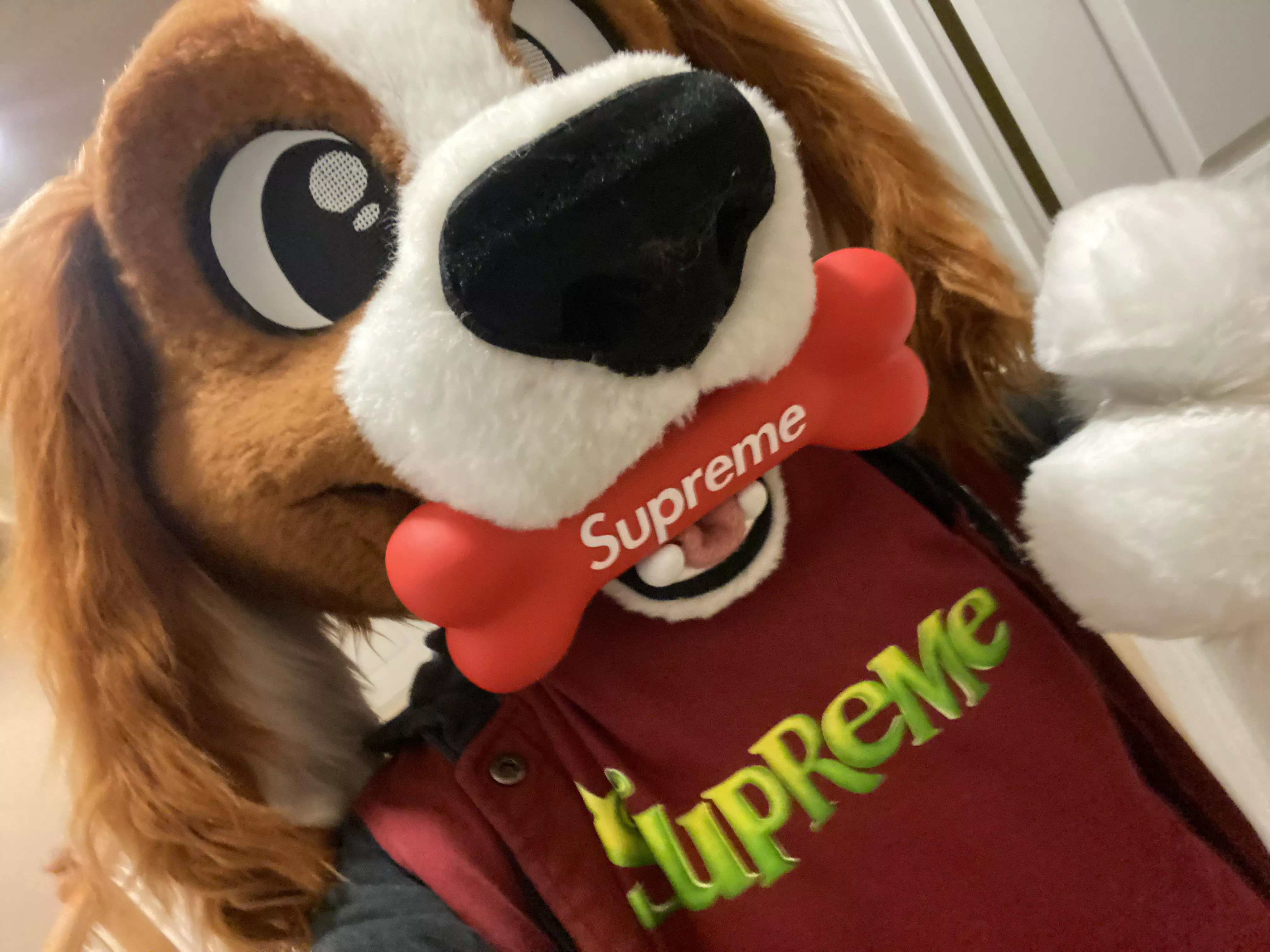 Supreme Pupper posted by Tigerwolf130