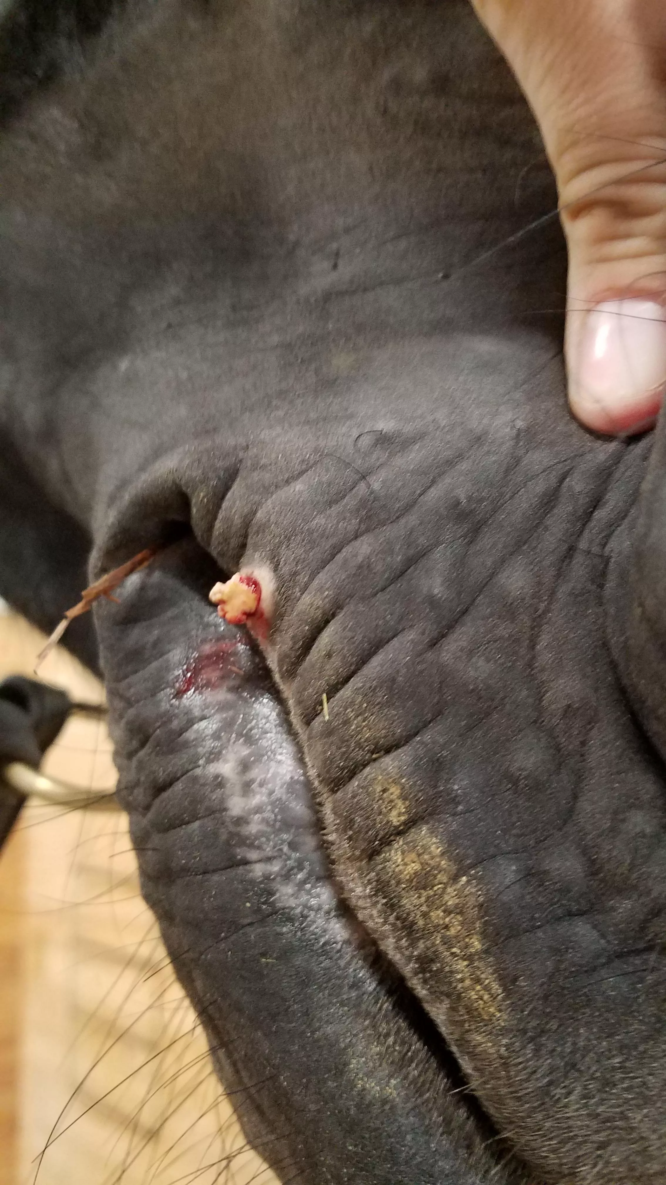 Surprise pop from sore on horse's lip [Pic] posted by confounditall