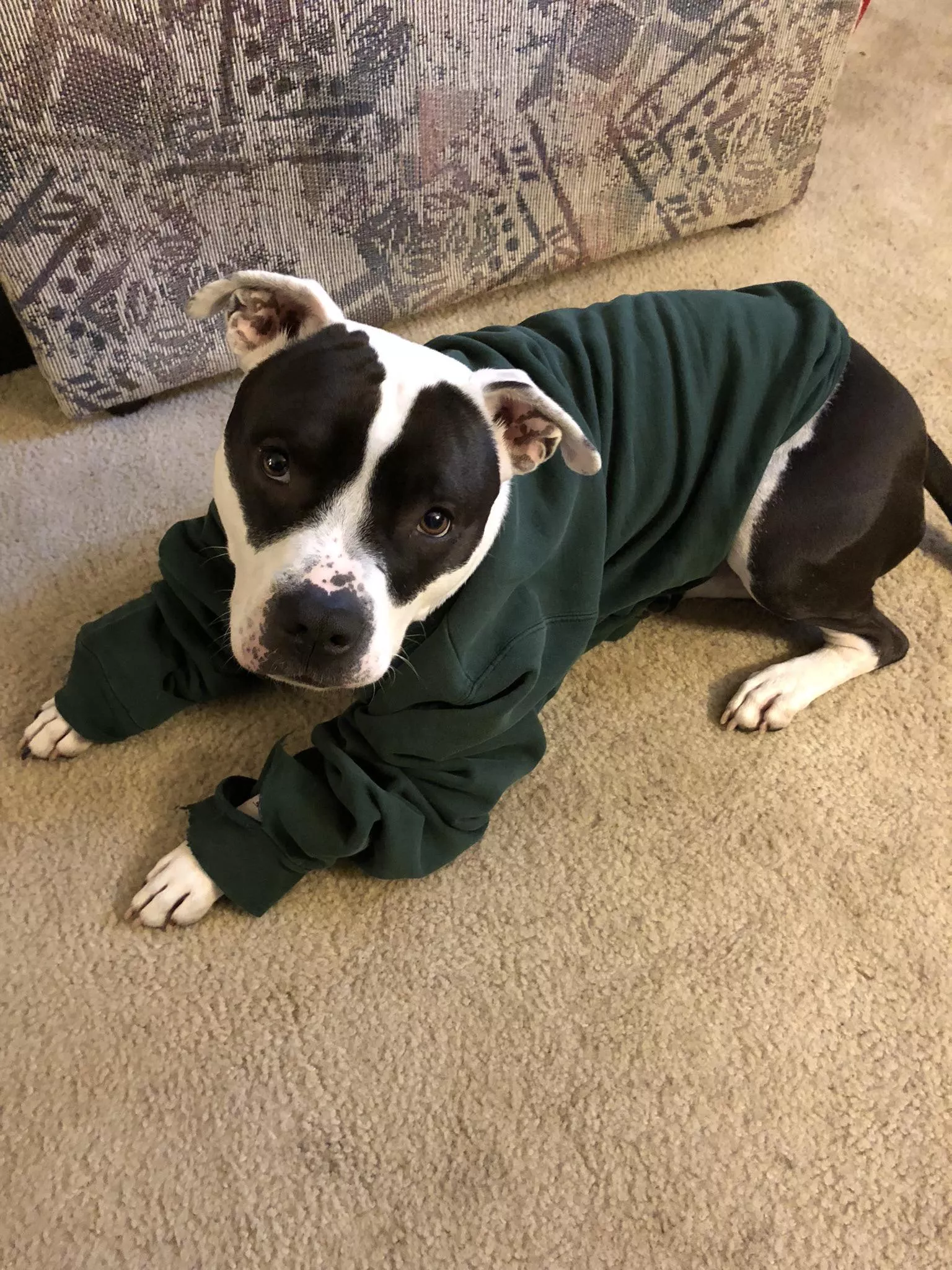 Sweater pupper posted by clorista