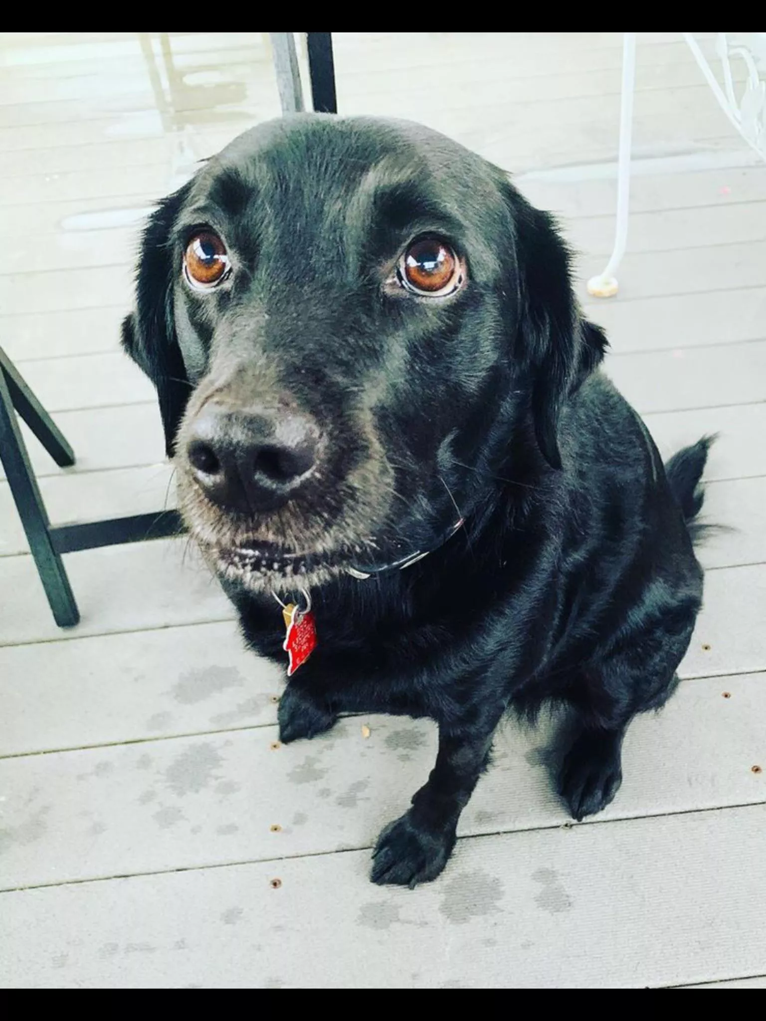 The puppy dog eyes that woke me up super early on Sunday ðŸ˜…ðŸ˜ posted by Mister---David