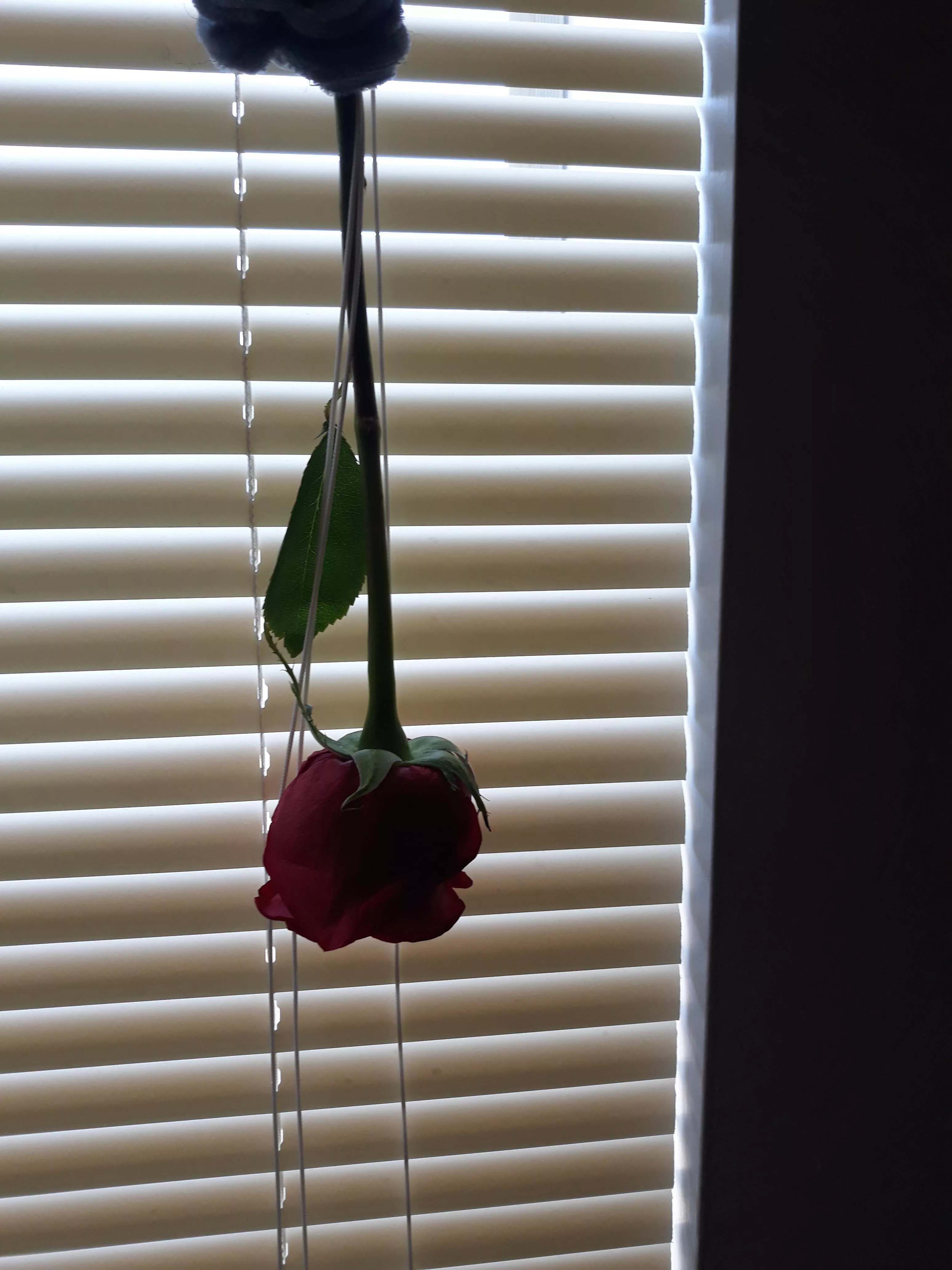 💖🌹💖The Rose Daddy Gave Me Last Night💖🌹💖 posted by Crazy-Personality-84