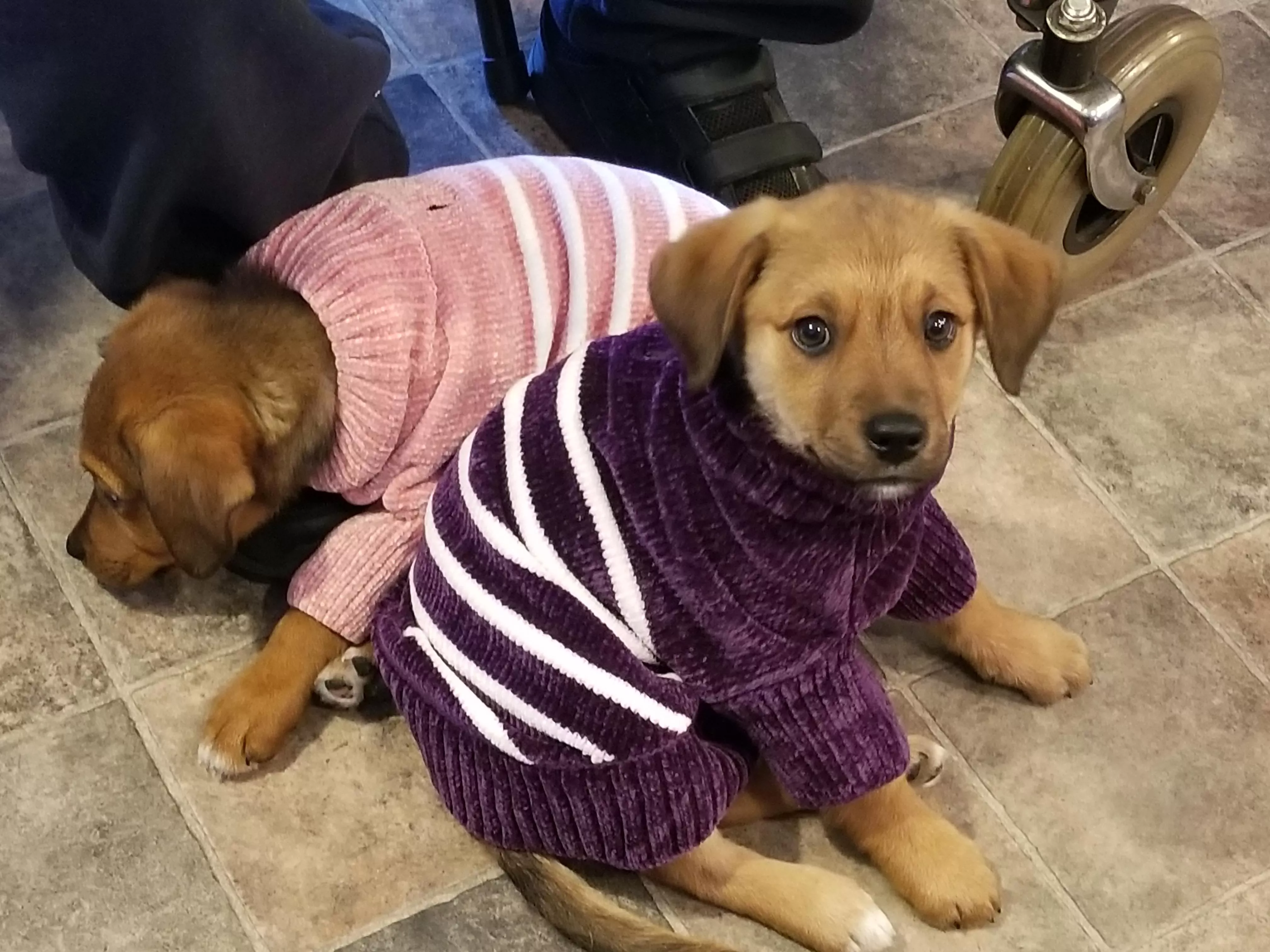 They've nearly grown into their sweaters already! posted by hipcatcoolcap