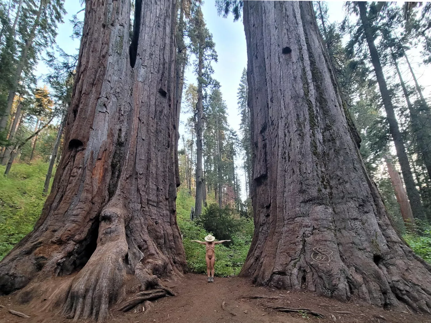 🌲 Tiny Twixt Titanic Trees 🌲 posted by BareLeiaRose