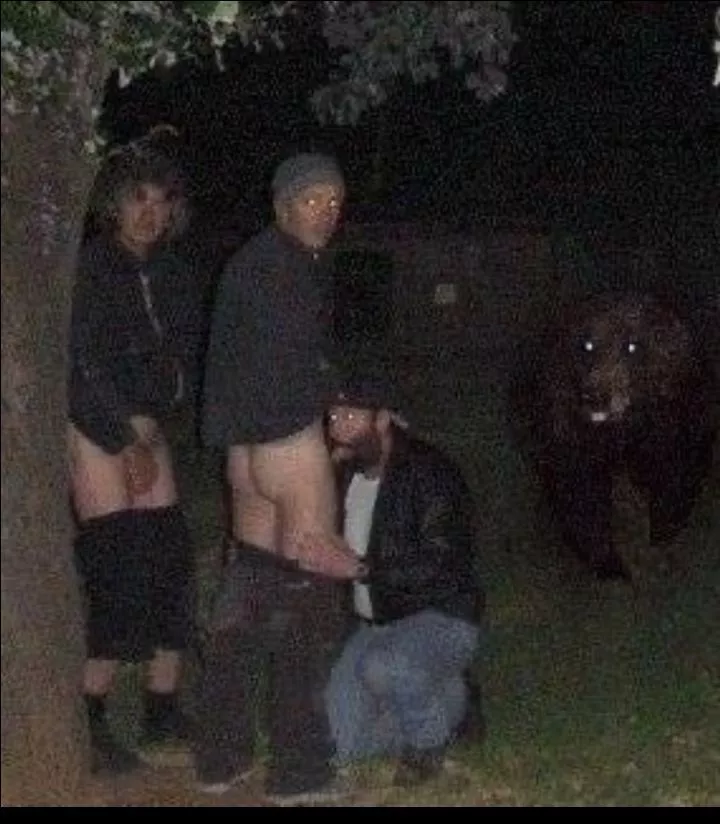 Well, it's not these bears we have to worry about in Australia. posted by Hard_to_digest82