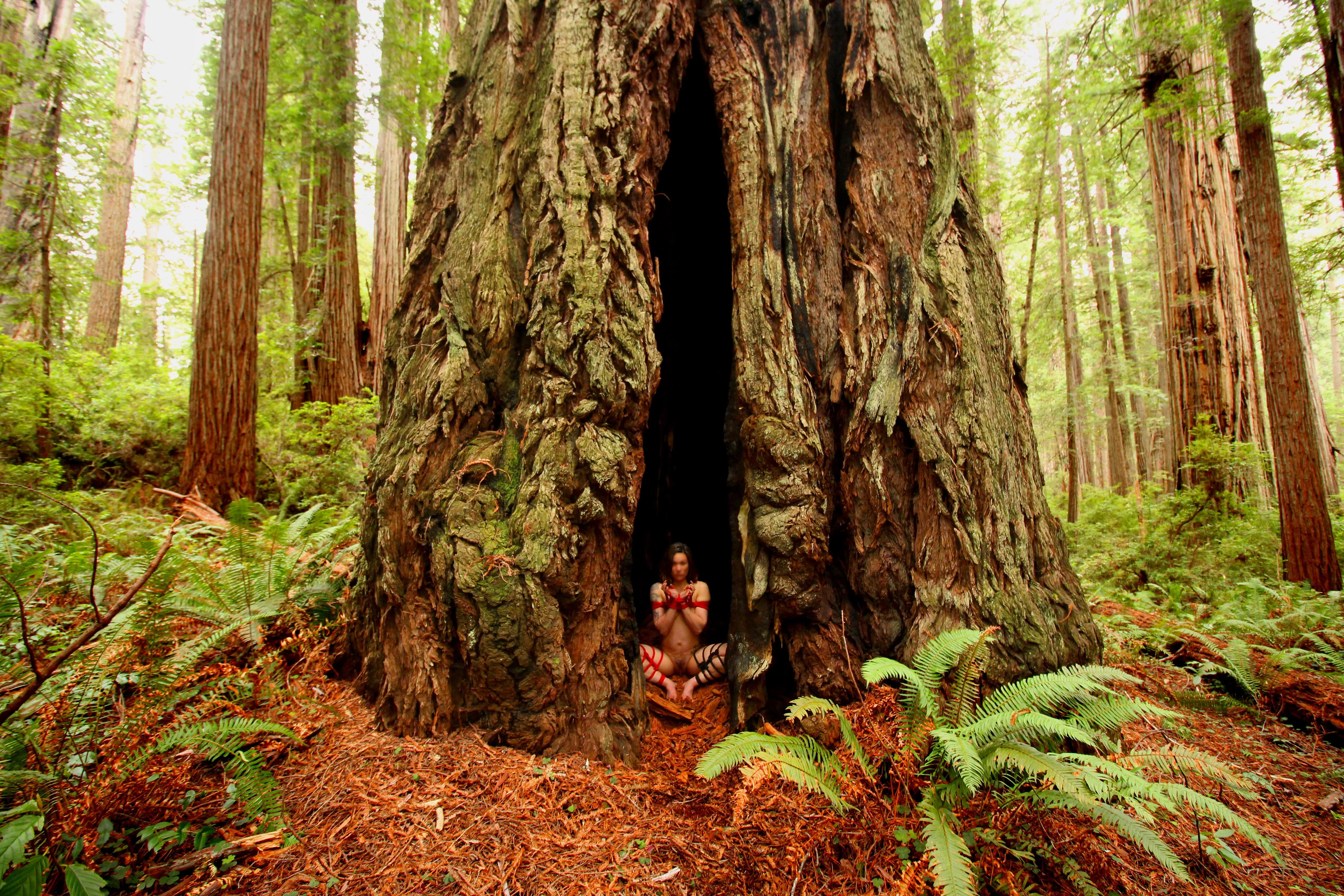 Went for a walk in the redwoods. The scenery did not disappoint posted by Anonemousse32