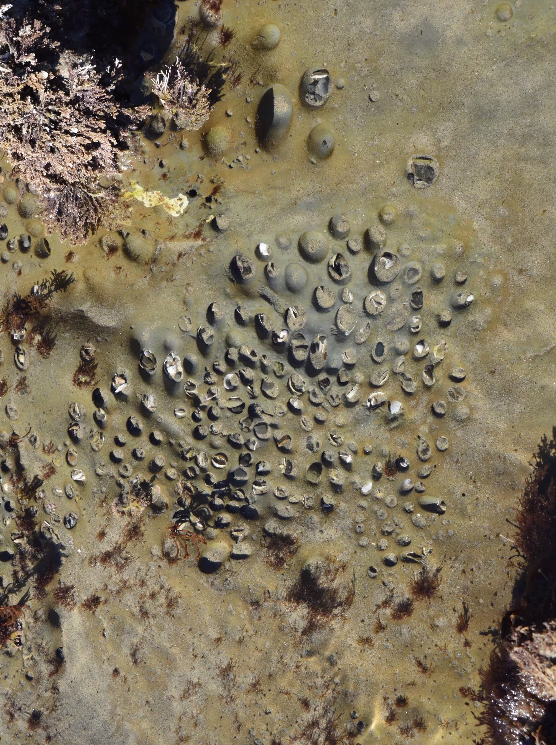 Went to the beach to take photos of tide pools; this one reminded me of this sub. posted by Aunt_Helen