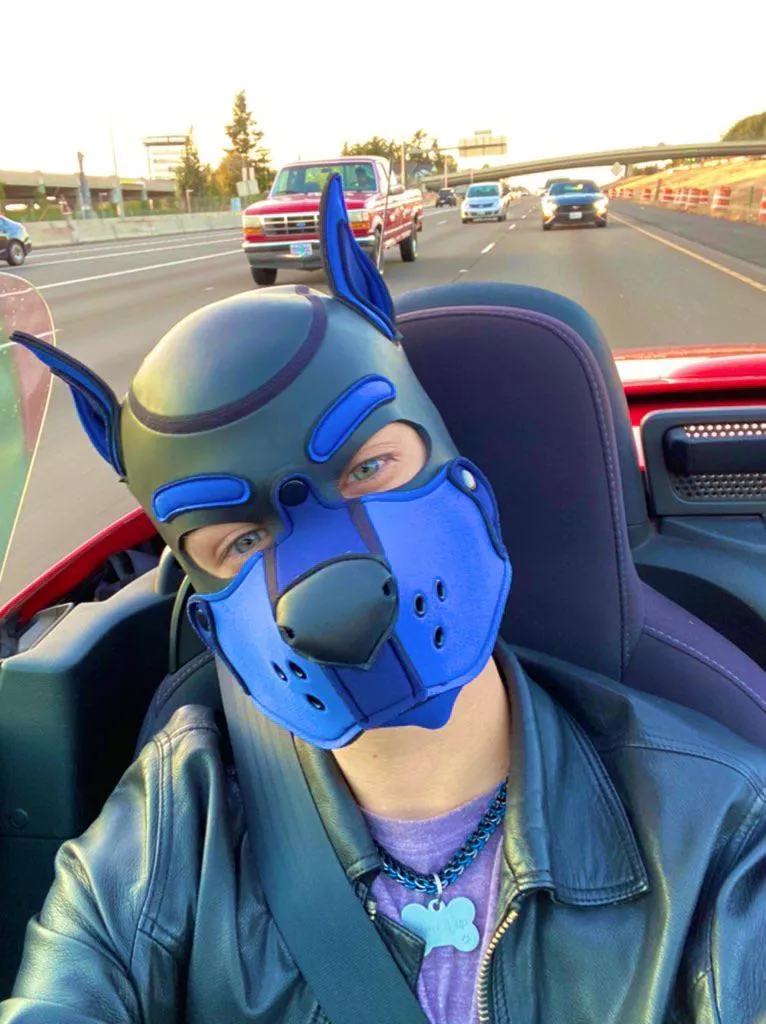 What dog doesn’t love the open road with the wind blowing in their face! posted by kinkyboy3