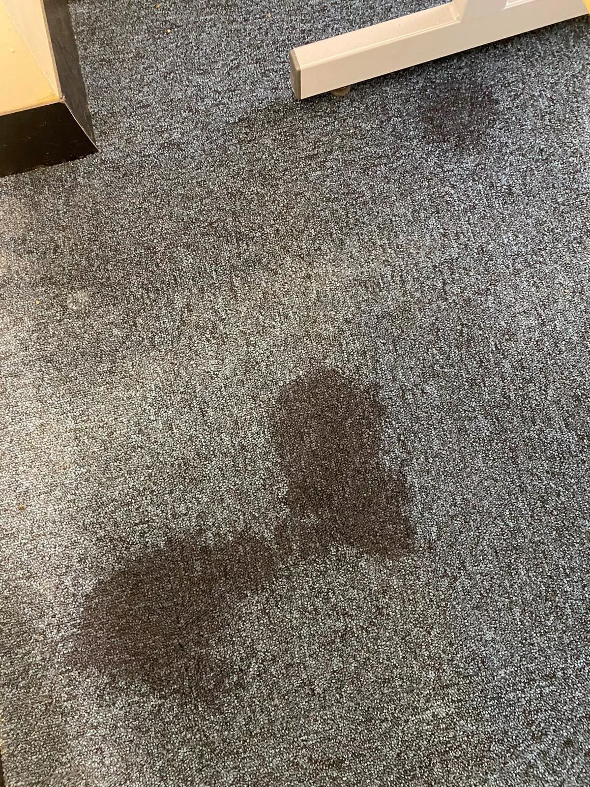 What happened when i pissed on the office carpet. Video available on profile. posted by pp_babe