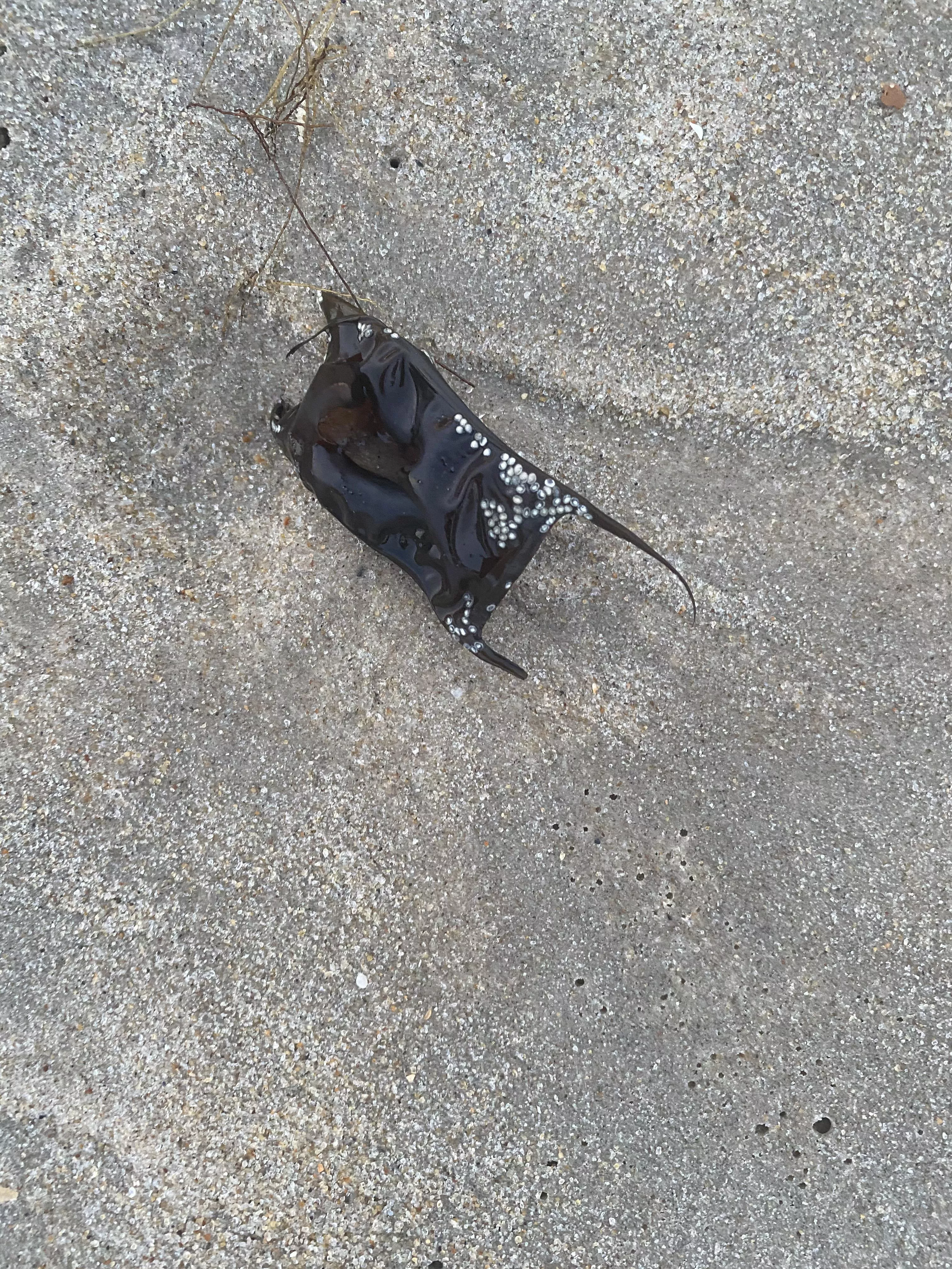 What is this? It’s on the beach. posted by [deleted]