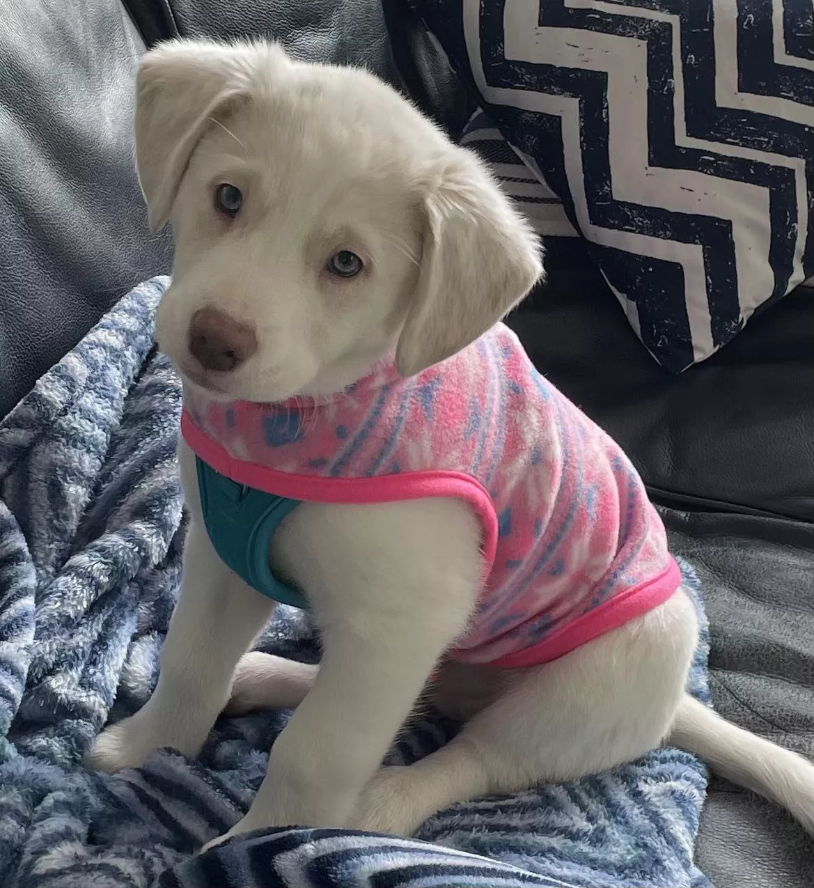 When baby Opal comes back inside and wants to take her sweater off posted by sthapNaow