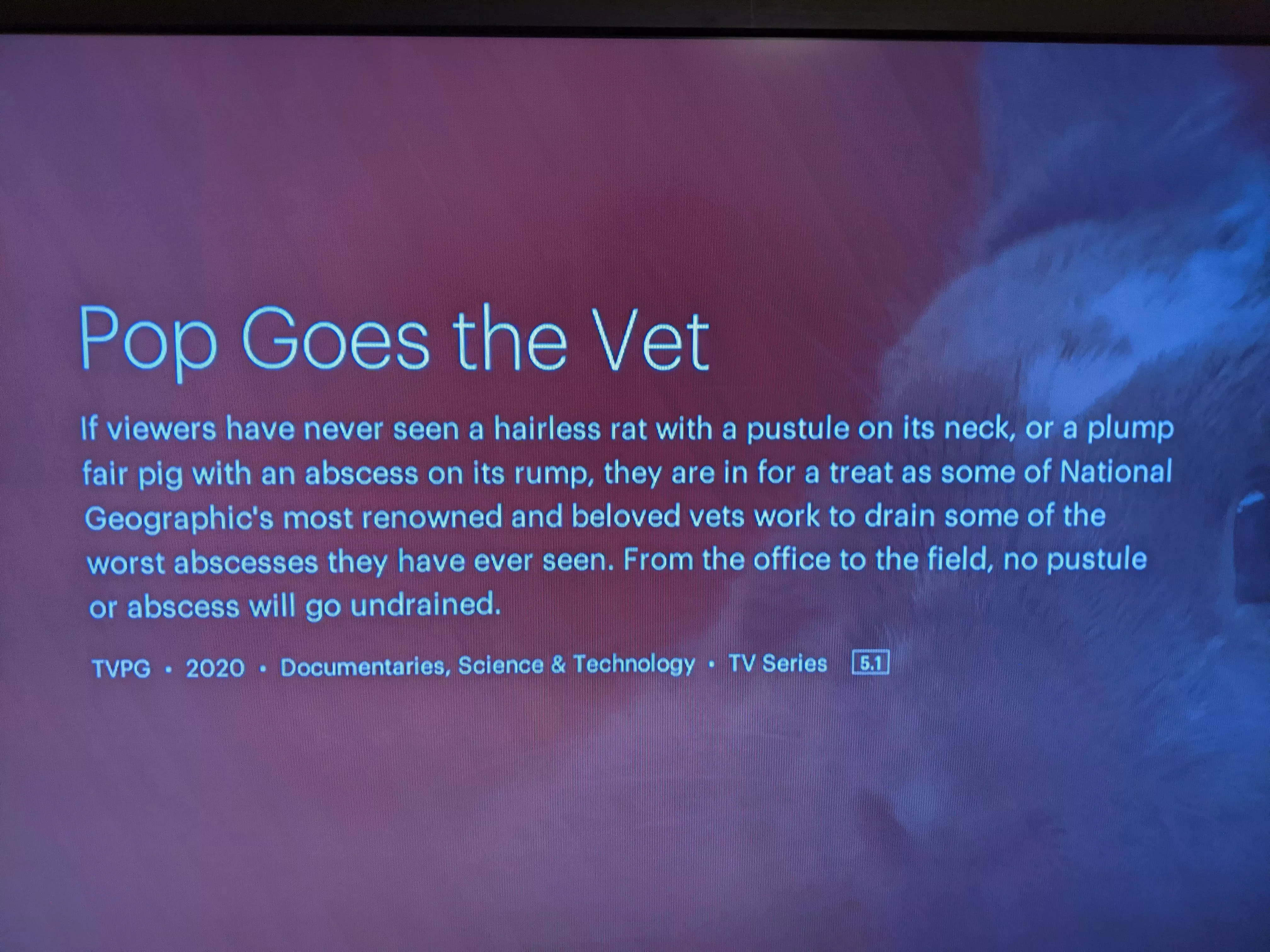 y'all there's a whole docuseries on Hulu about animal abscess drainage - anyone seen it yet? posted by cinzzx