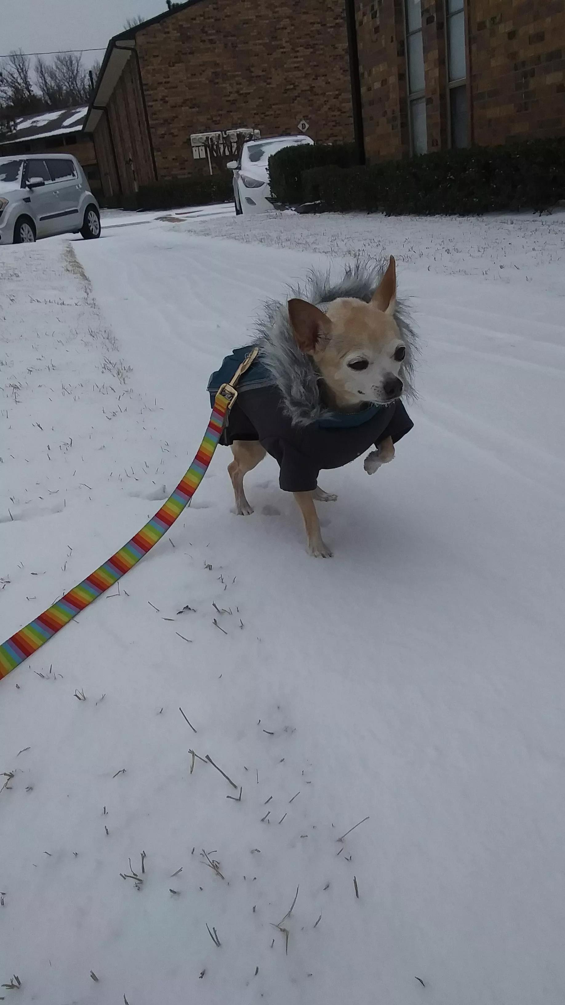 Zelda's first time seeing snow in Texas and she was not a happy chihuahua. posted by Optimus_Swine71